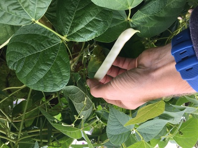 Moestuin 1